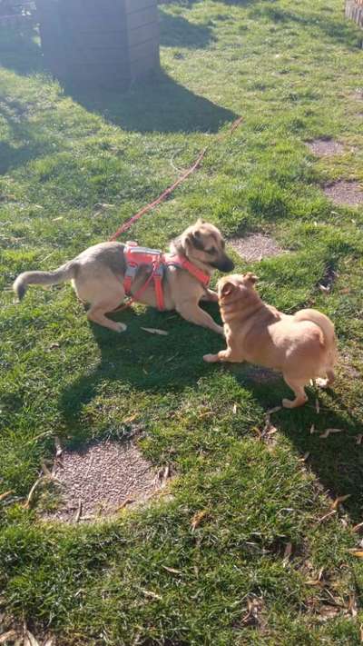 39. Collagen Challenge - Dein Hund auf einer Wiese-Beitrag-Bild