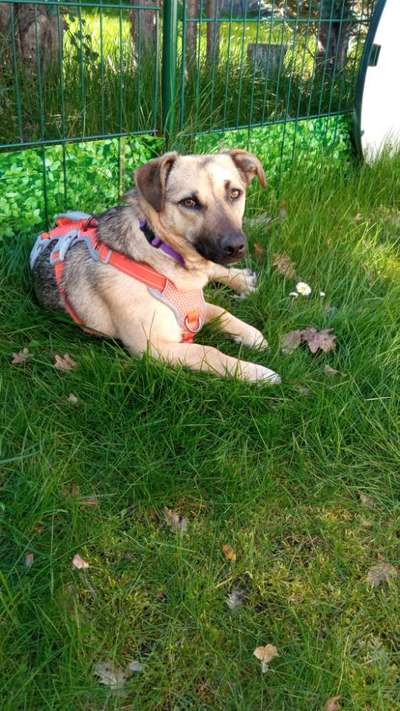 39. Collagen Challenge - Dein Hund auf einer Wiese-Beitrag-Bild