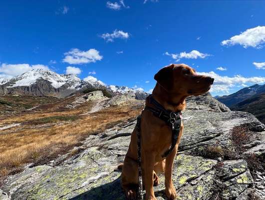 Labradorfans-Beitrag-Bild