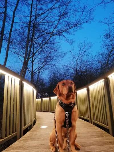 Dogorama Photo Challenge - Brücken-Beitrag-Bild