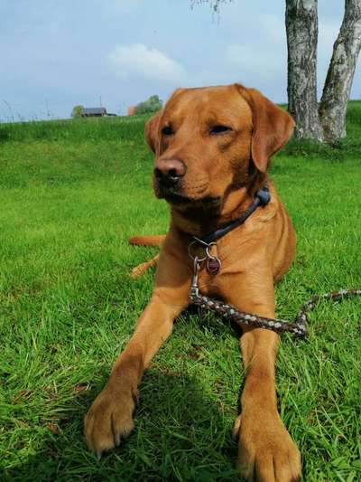 Labradorfans-Beitrag-Bild