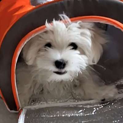 Hundetreffen-Welpe sucht soziale Kontakte-Bild