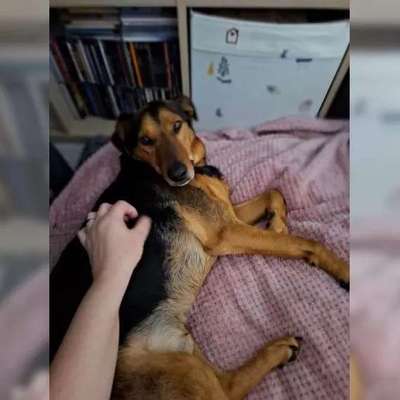 TierschutzhundeStammtisch🐕-Beitrag-Bild