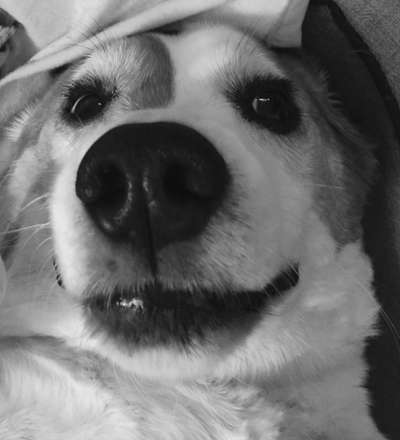 Hunde Porträt (Portrait) Galerie....-Beitrag-Bild