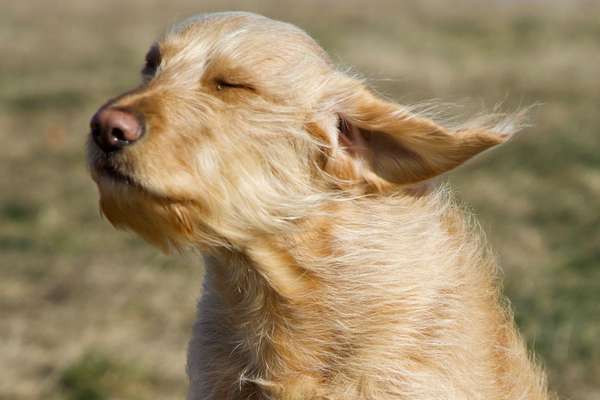 Fotochallenge Nr 50 Vom Winde verweht-Beitrag-Bild