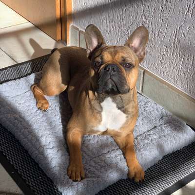 Hundetreffen-Spiel-/Trainingspartner gesucht-Bild