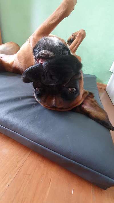 Die Dogorama Wochen Challenge-Beitrag-Bild