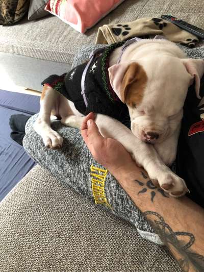 Wie heißt dein Hund?-Beitrag-Bild