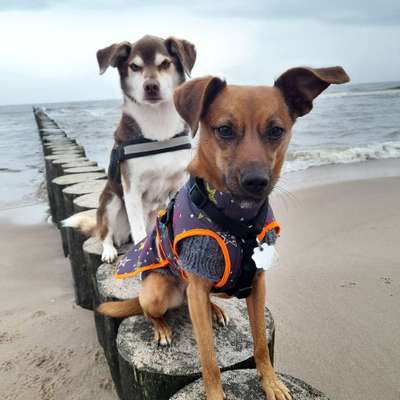 Hundetreffen-Kleine Hunde-Bild