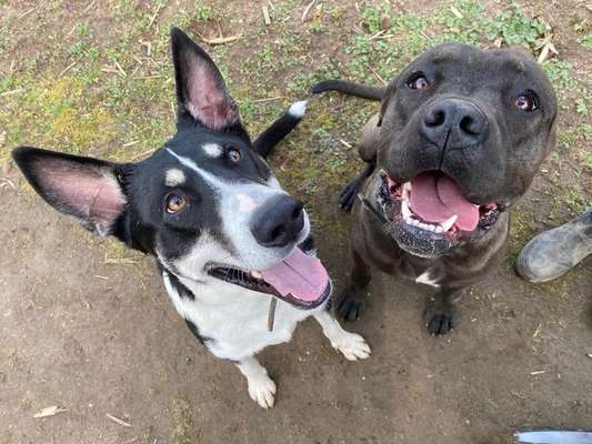 Bester Freund, Hundekumpel - zeigt her!-Beitrag-Bild