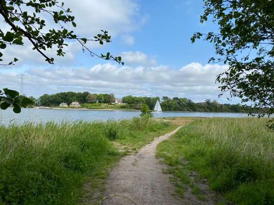 Hundeauslaufgebiet-Alt Ellenberg-Bild