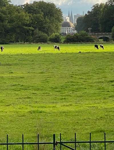 Hundeauslaufgebiet-Bürgerpark-Bild