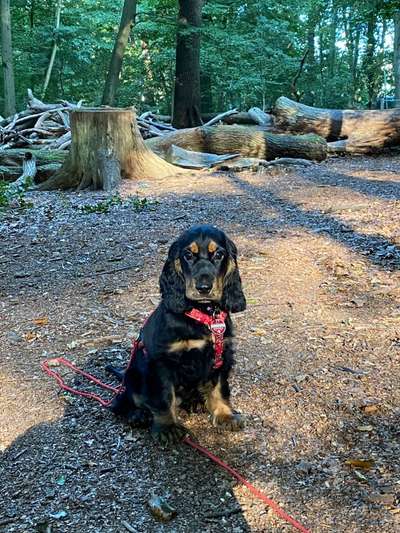 Wald Bild-Beitrag-Bild