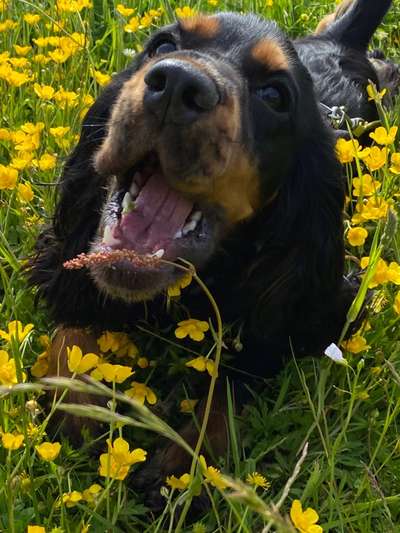 Englisch Cocker Spaniel-Beitrag-Bild