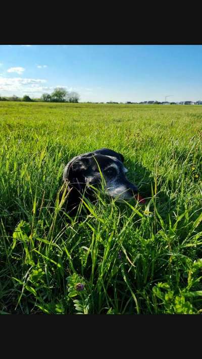 Die Dogorama Monats Challenge "Es grünt und blüht"-Beitrag-Bild