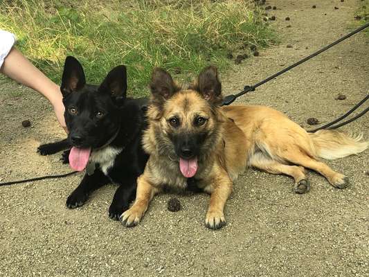 Dogorama Photo Challenge - Die besten Hundebuddys-Beitrag-Bild