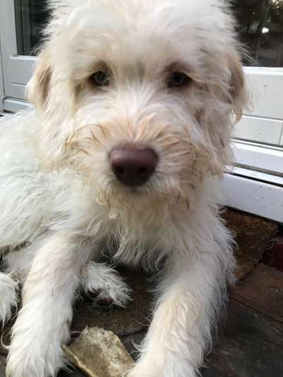 Hundetreffen-Junghunde/ Sozialisierung-Bild