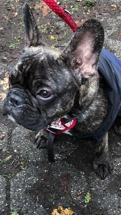 Französische Bulldoggen-Beitrag-Bild