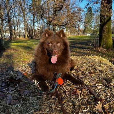 Hundetreffen-Spielpartner gesucht-Bild