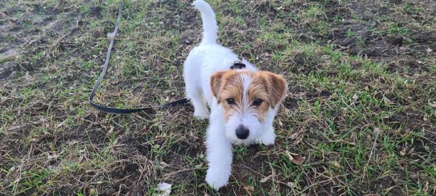 Wo sind die Jack und Parson Russell Terrier?-Beitrag-Bild