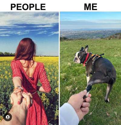 Französische Bulldoggen-Beitrag-Bild