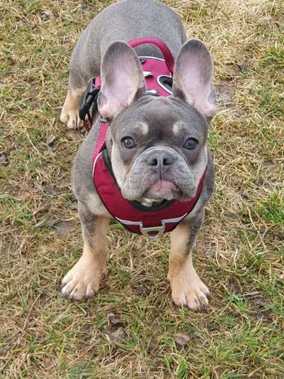 Französische Bulldoggen-Beitrag-Bild