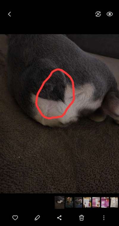 Französische Bulldoggen-Beitrag-Bild