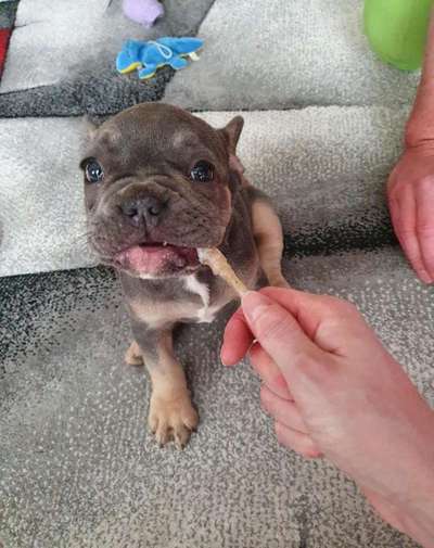 Französische Bulldoggen-Beitrag-Bild