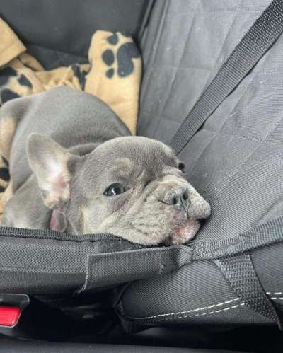 Französische Bulldoggen-Beitrag-Bild