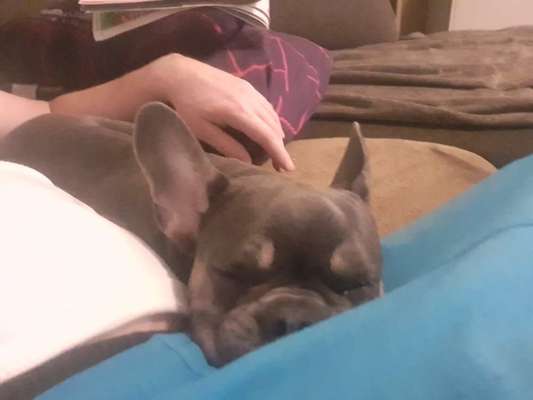 Französische Bulldoggen-Beitrag-Bild