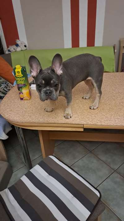 Französische Bulldoggen-Beitrag-Bild