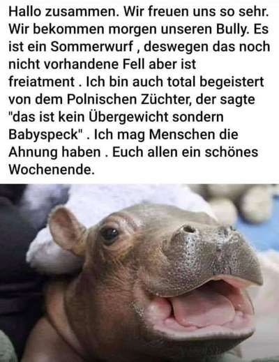 Französische Bulldoggen-Beitrag-Bild