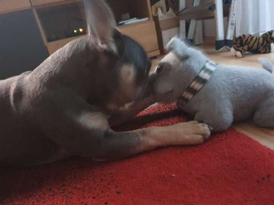 Französische Bulldoggen-Beitrag-Bild