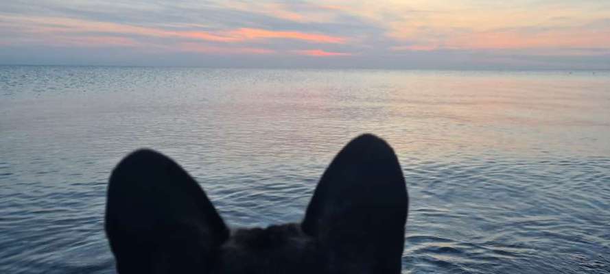 Französische Bulldoggen-Beitrag-Bild