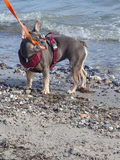 Französische Bulldoggen-Beitrag-Bild
