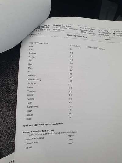 Französische Bulldoggen-Beitrag-Bild