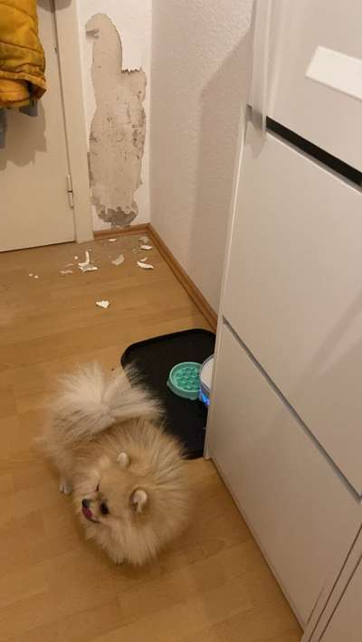 Zeig mir, dass du mit einem hund zusammenlebst....-Beitrag-Bild