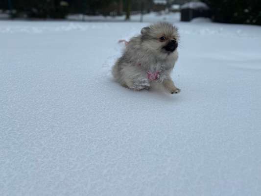 Welpe bellt in der Nacht-Beitrag-Bild