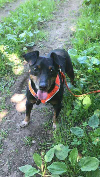 Liebhaber des Deutschen Pinscher gesucht.-Beitrag-Bild
