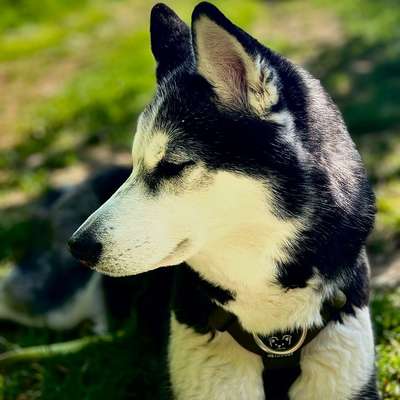 Hundetreffen-Training/Spiel und Spaß🐾❤️-Bild