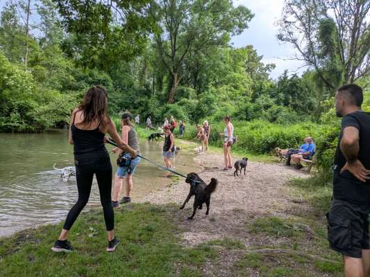 Hundetreffen-Trainingsgruppe für Leinenpöbler-Bild