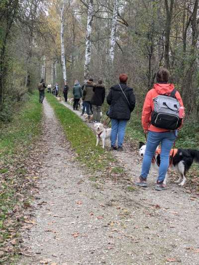 Hundetreffen-Socialwalk mit Hundetrainer-Bild