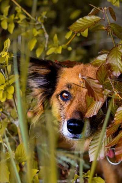 Fotochallange Nr. 57     PORTRÄT.   Beendet!!!!!!!!-Beitrag-Bild