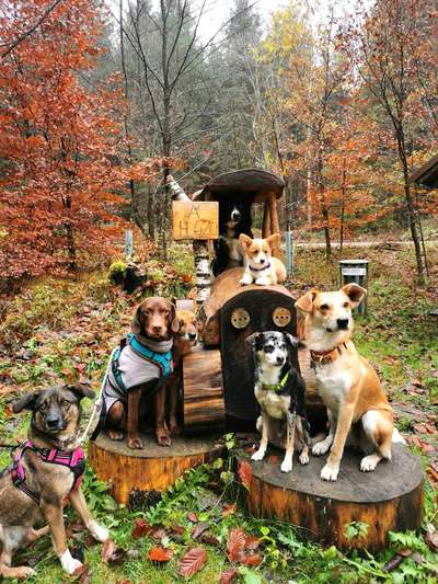 Hundeauslaufgebiet-Jägersteig/Huberussteig-Bild