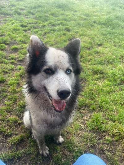 Hundeauslaufgebiet-Hundewiese Sassenberg-Bild