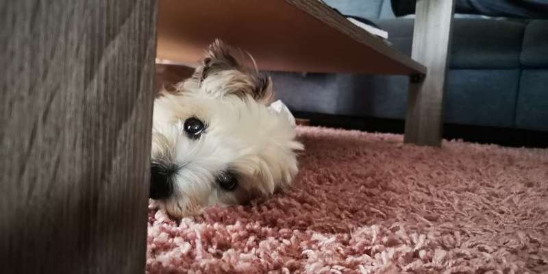 Lieblingsbild von euren Hunden?-Beitrag-Bild