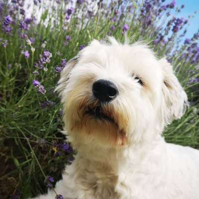 Hunde im Urlaub-Beitrag-Bild