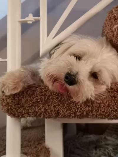 Schäferhund-Beitrag-Bild