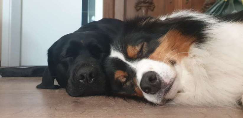 Hunde Porträt (Portrait) Galerie....-Beitrag-Bild