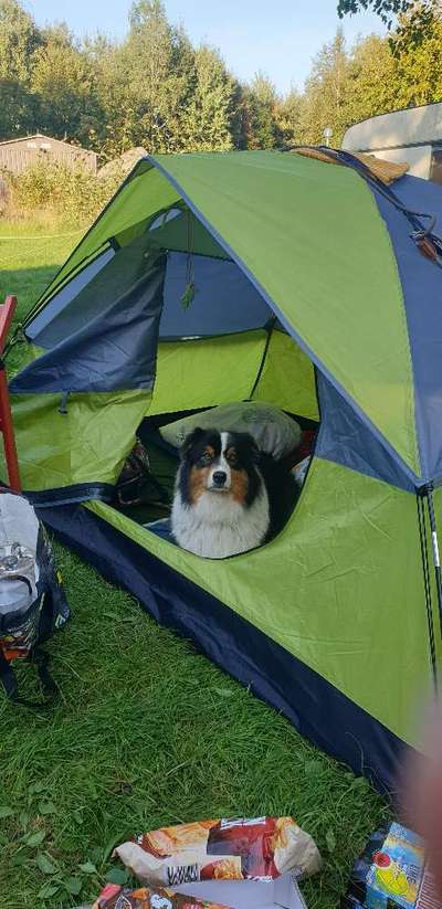 Hunde Porträt (Portrait) Galerie....-Beitrag-Bild